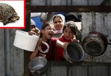 غزہ (ٹی این ایس) خوراک کیلئے ترستی فلسطینی خاتون بچوں کو کھچوے پکا کر کھلانے پر مجبور