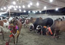 اسلام آباد (ٹی این ایس) عید الاضحی پر اسلام آباد میں 6مویشی منڈیاں قائم کرنے کی منظوری،نوٹیفکیشن جاری