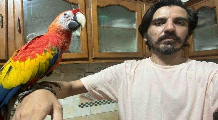 اسلام آباد (ٹی این ایس) صحافی کو طوطے بیچنے پر طوطا فروشوں کے بینک اکاؤنٹس منجمد، ماجرا کیا ہے؟