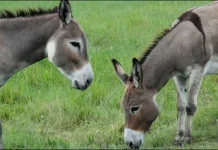 قصور (ٹی این ایس) اسلام آباد کے بعد قصور سے بھی کئی من گدھے کا گوشت برآمد