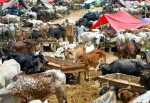 اسلام آباد (ٹی این ایس) وفاقی دارالحکومت کی مویشی منڈیوں میں بیوپاریوں اور خریداروں کی حفاظت کیلئے جا مع سکیورٹی پلان تشکیل