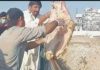 راولپنڈی (ٹی این ایس) پنجاب فوڈ اتھارٹی کی لاپ گوشت اور مضر صحت گوشت پر کروائی کاروائی ککڑ چوک پیر ودائی پر کی گئی
