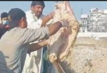 راولپنڈی (ٹی این ایس) پنجاب فوڈ اتھارٹی کی لاپ گوشت اور مضر صحت گوشت پر کروائی کاروائی ککڑ چوک پیر ودائی پر کی گئی
