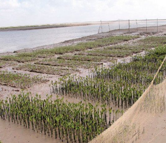 Over two bln mangroves saplings planted in Sindh