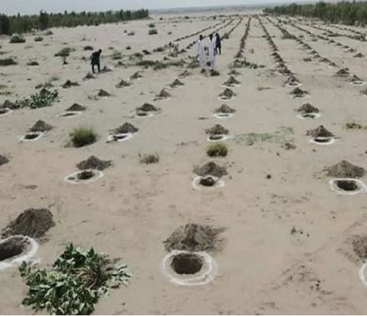 PM to launch today biggest ever drive to plant 3.5 million trees a day