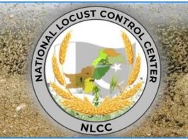 Locust presence not reported in country during last 24 hours: NLCC