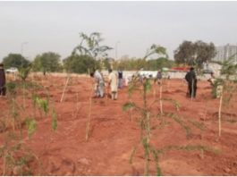 100,000 different trees will be planted at 12 kilometers between Golra interchange and zero point