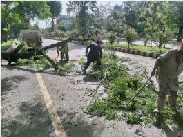 Capital Development Authority (CDA) Department Teams of Sanitation, City Sewerage and other departments have been collecting garbage, sewerage and other tree wastes due to rains and storms
