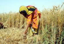 Punjab says to abolish wheat quota of striking mills for good