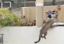 Leopard captured after six wild hours in Islamabad residential area
