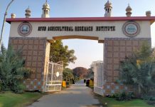 Faisalabad (TNS) Dr. Khunsa Khakwani is a Senior Scientist specializing in cotton research and varietal development at the Cotton Research Station (CRS), Ayub Agricultural Research Institute (AARI) in Faisalabad