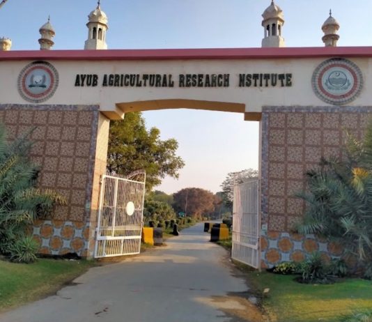 Faisalabad (TNS) Dr. Khunsa Khakwani is a Senior Scientist specializing in cotton research and varietal development at the Cotton Research Station (CRS), Ayub Agricultural Research Institute (AARI) in Faisalabad
