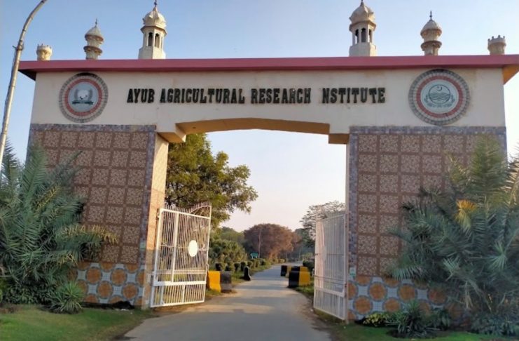 Faisalabad (TNS) Dr. Khunsa Khakwani is a Senior Scientist specializing in cotton research and varietal development at the Cotton Research Station (CRS), Ayub Agricultural Research Institute (AARI) in Faisalabad